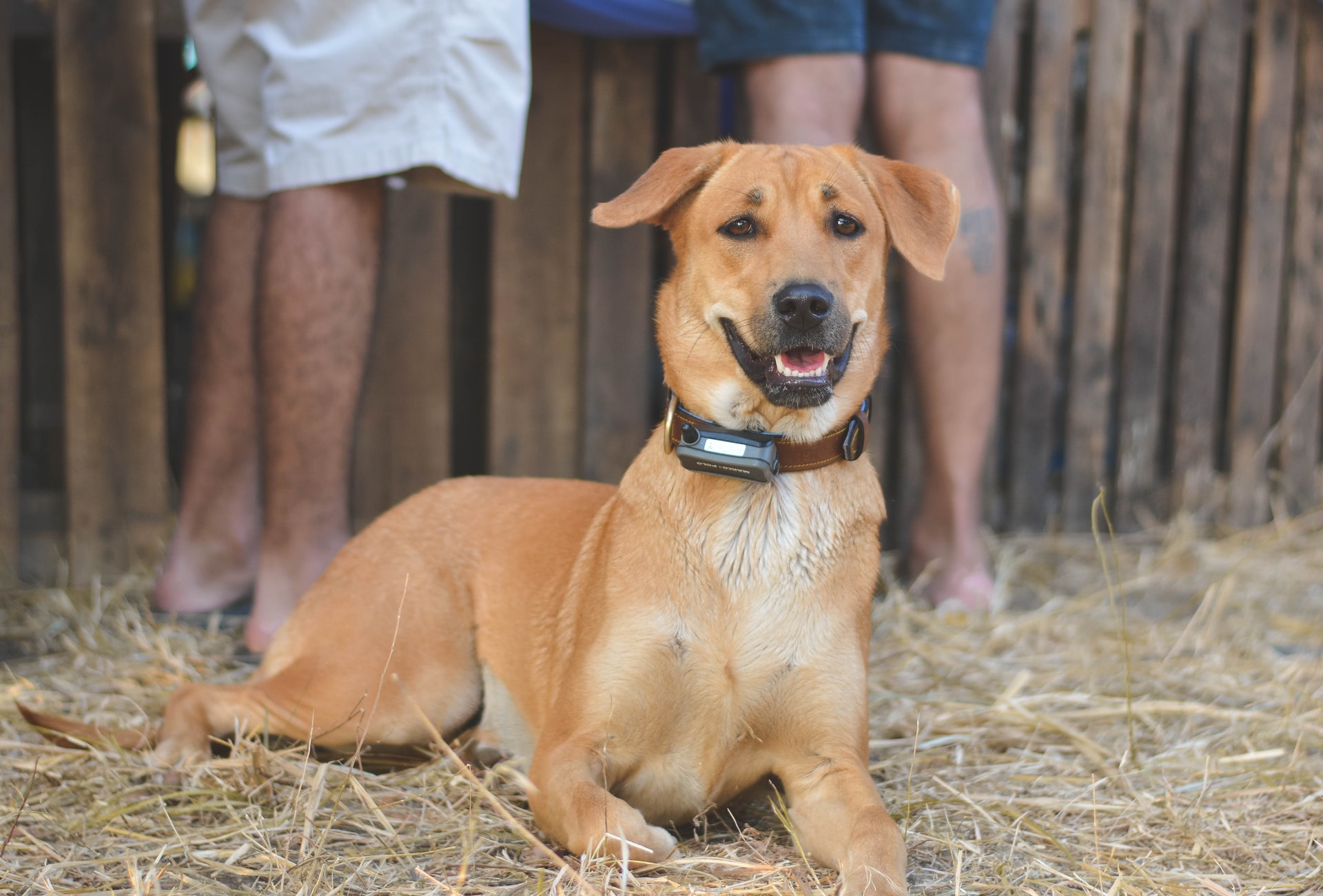 GPS localizador para perros